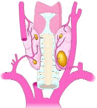 parathyroid